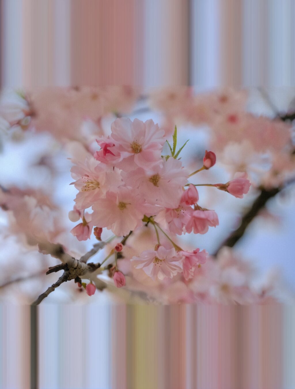 best time to visit japan cherry blossom