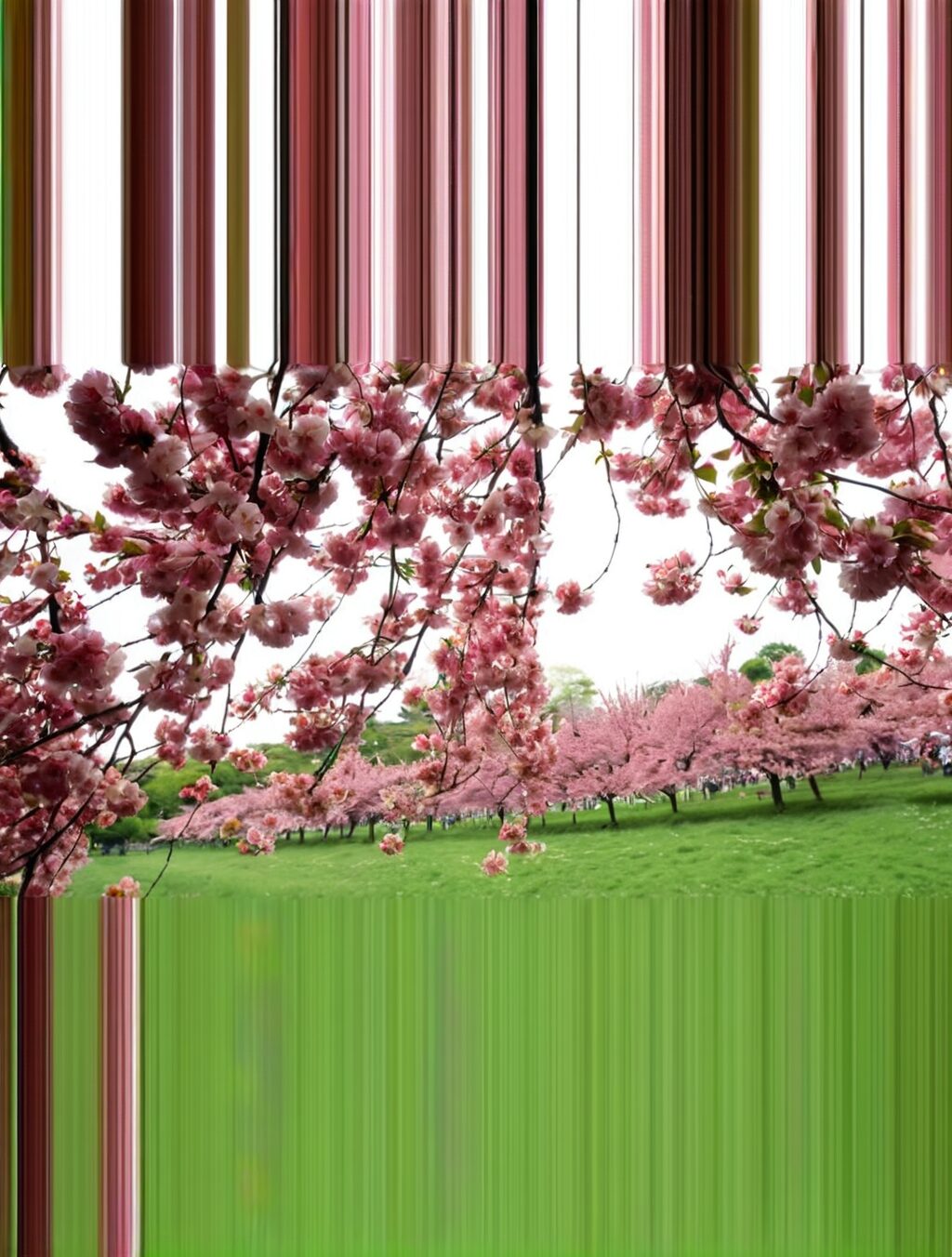 best time to visit japan cherry blossom 2024