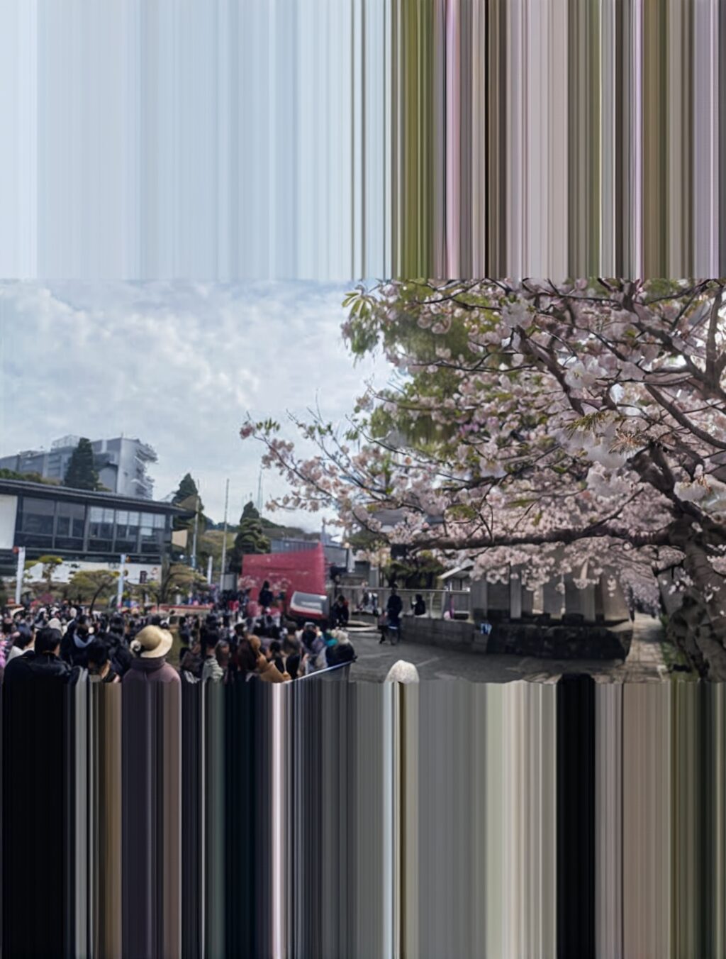 best time to visit japan cherry blossom 2024