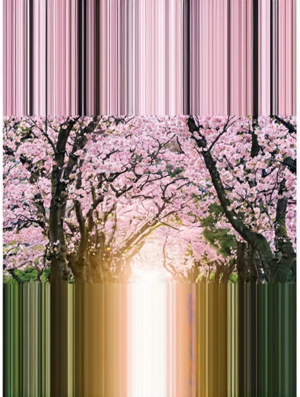 best time to visit japan cherry blossom