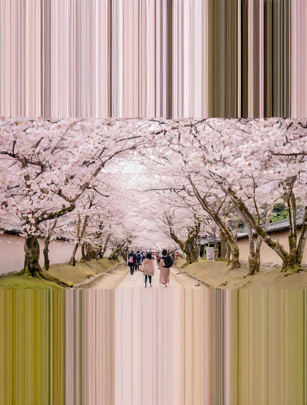 best time to visit japan for sakura