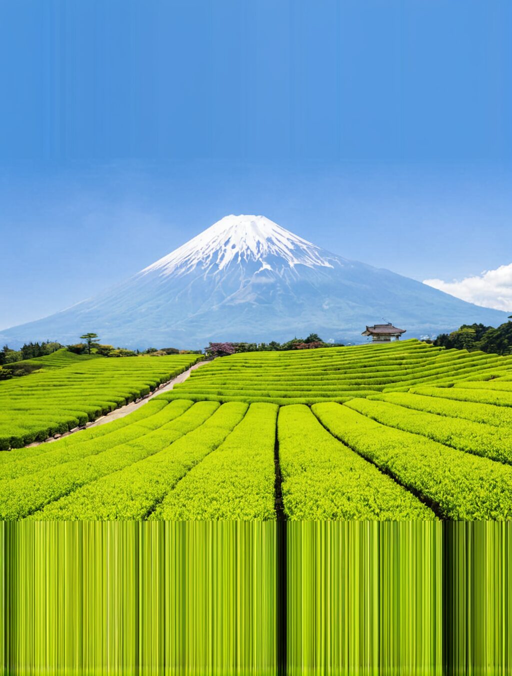 can you visit japan in august