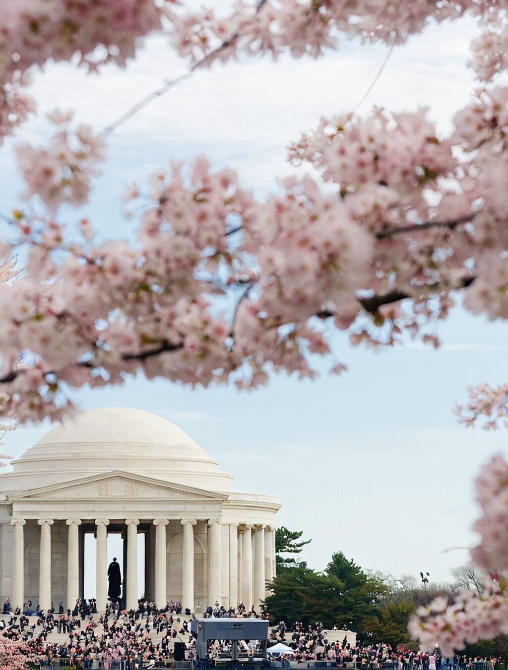 the first cherry blossom trees a gift from japan are planted in washington d.c