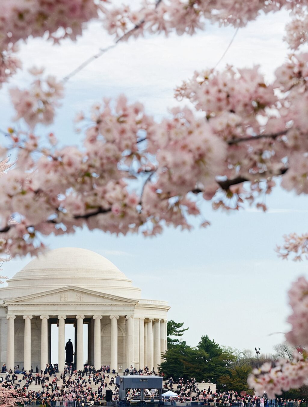 Cherry Blossoms: A Gift From Japan - Japan For Two