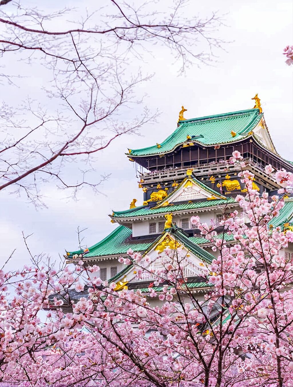were cherry blossoms a gift from japan
