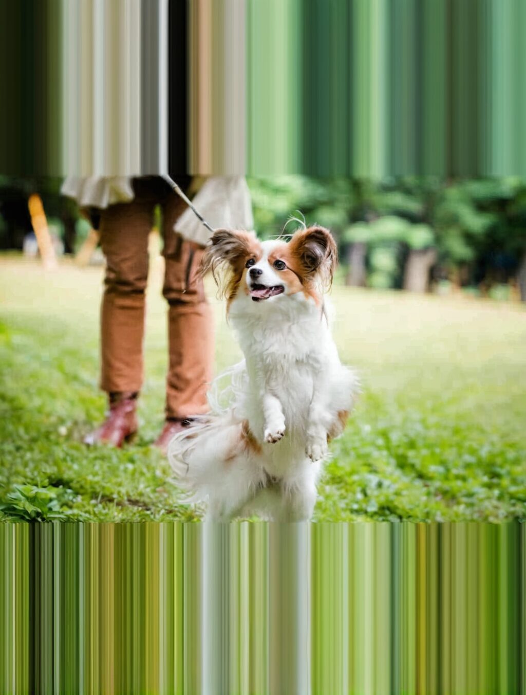 why is japan not pet-friendly