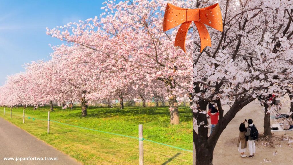 Yellow Spring Road Cherry Blossom Viewing