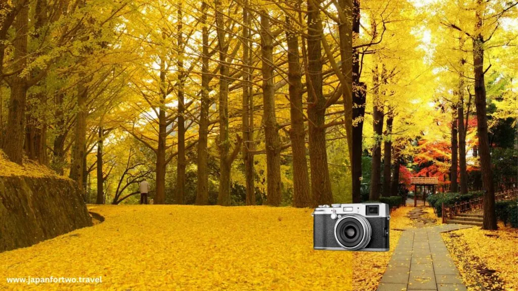 Yellow Spring Road Photography