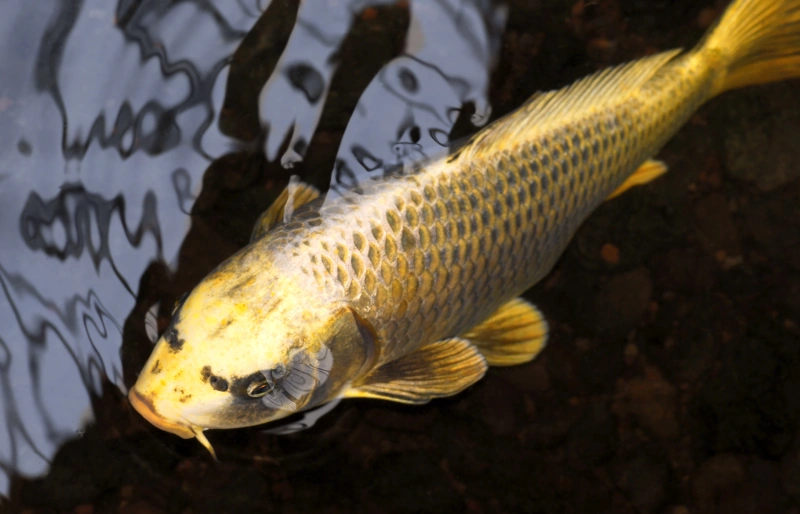 Gold Koi Fish: Facts, Origin & History (With Pictures) | Pet Keen