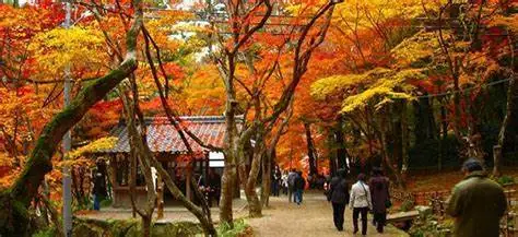 Korankei Maple Festival (Korankei Momiji Matsuri) | Toyota City | Aichi ...