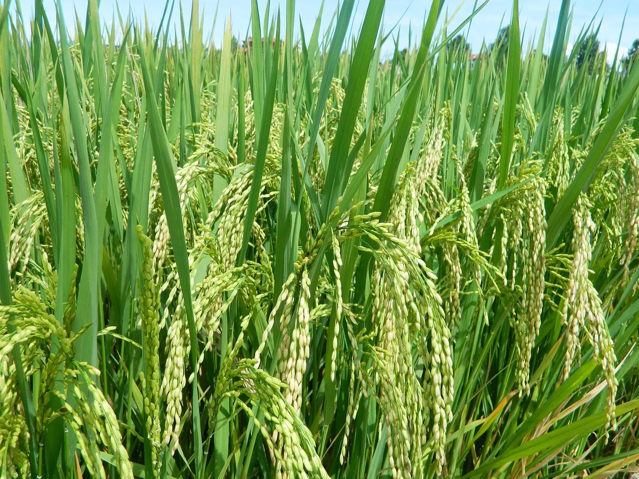 best japanese rice