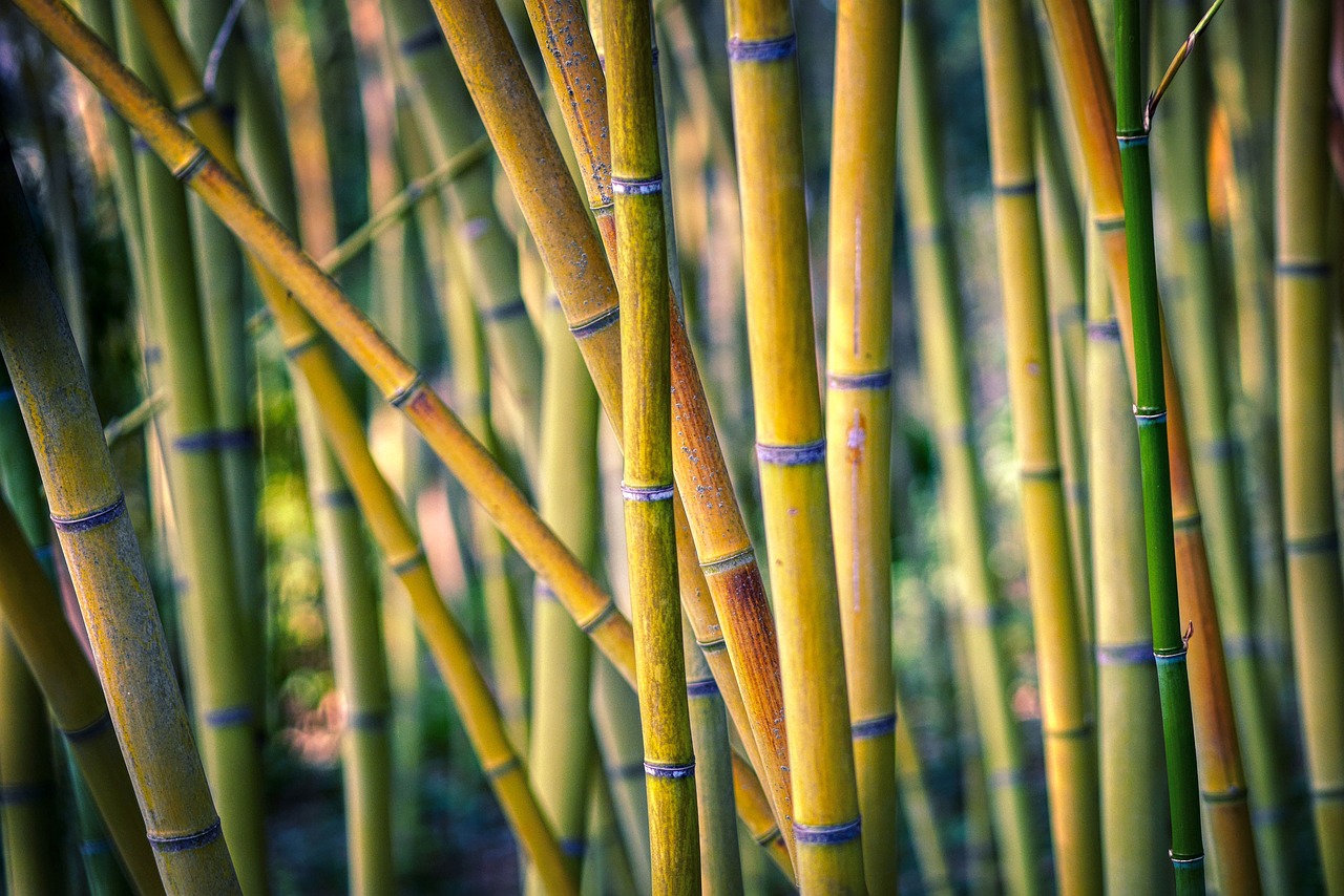 hokokuji bamboo forest