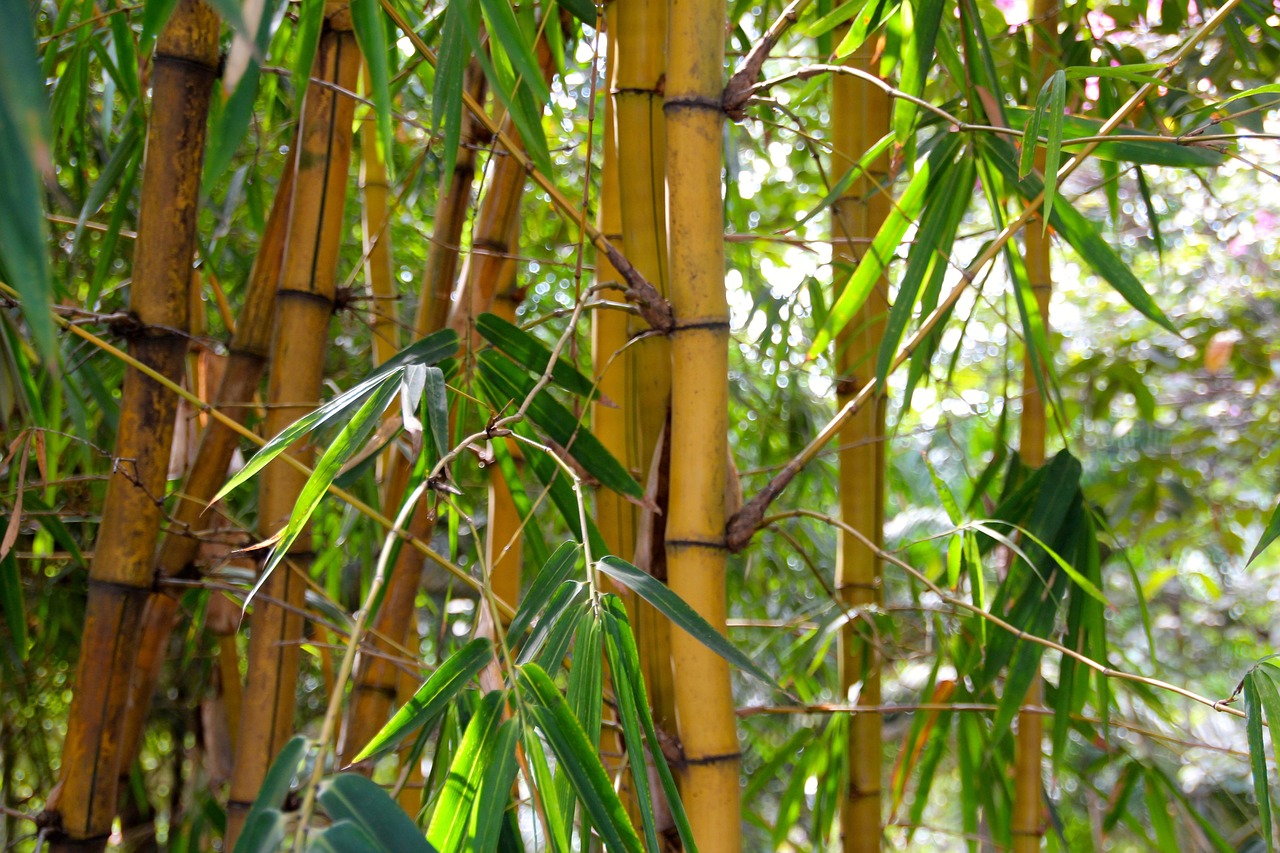 hokokuji bamboo forest