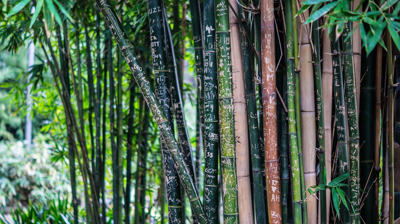 hokokuji bamboo forest