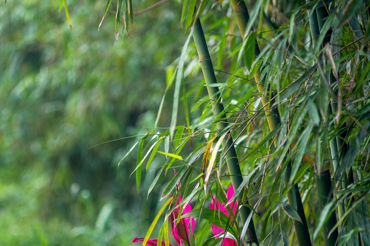 hokokuji bamboo forest