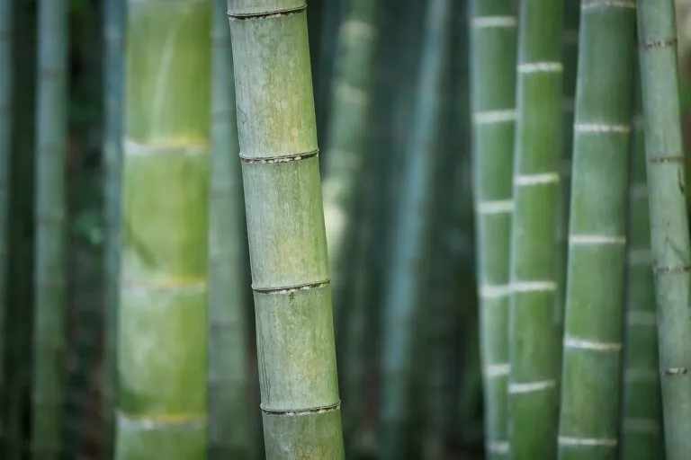 Discover the Enchanting Secrets of Hokokuji Bamboo Forest: A Breathtaking Escape