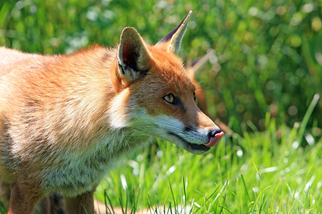 fox village miyagi