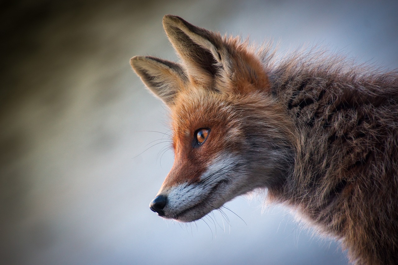 fox village miyagi