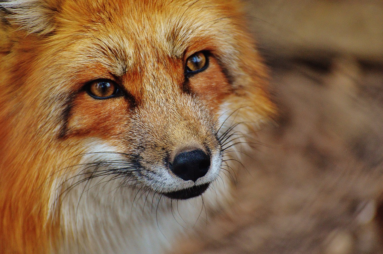 fox village miyagi