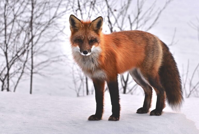 Miyagi'deki Fox Village: Mutlulukla Dolu Bir Yuva!