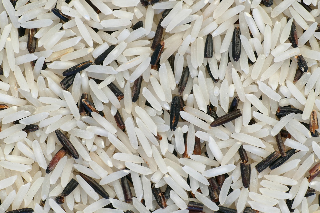 short grain japanese rice
