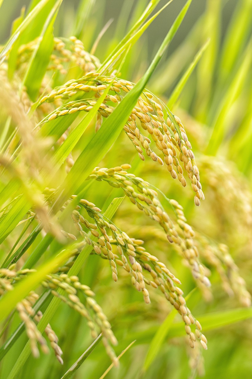 short grain japanese rice