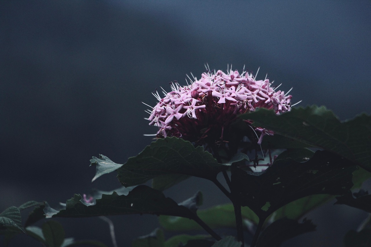 ashikaga flower park tochigi