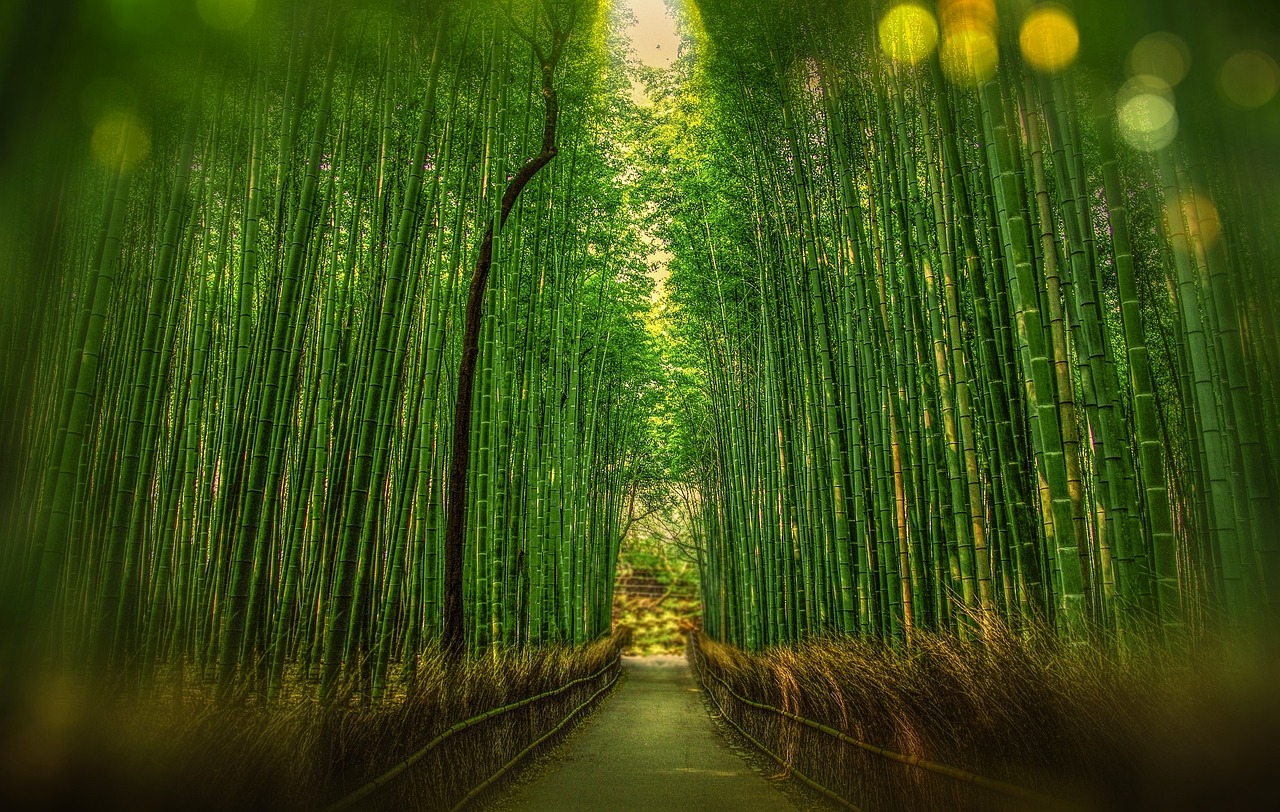 bamboo forest in kyoto