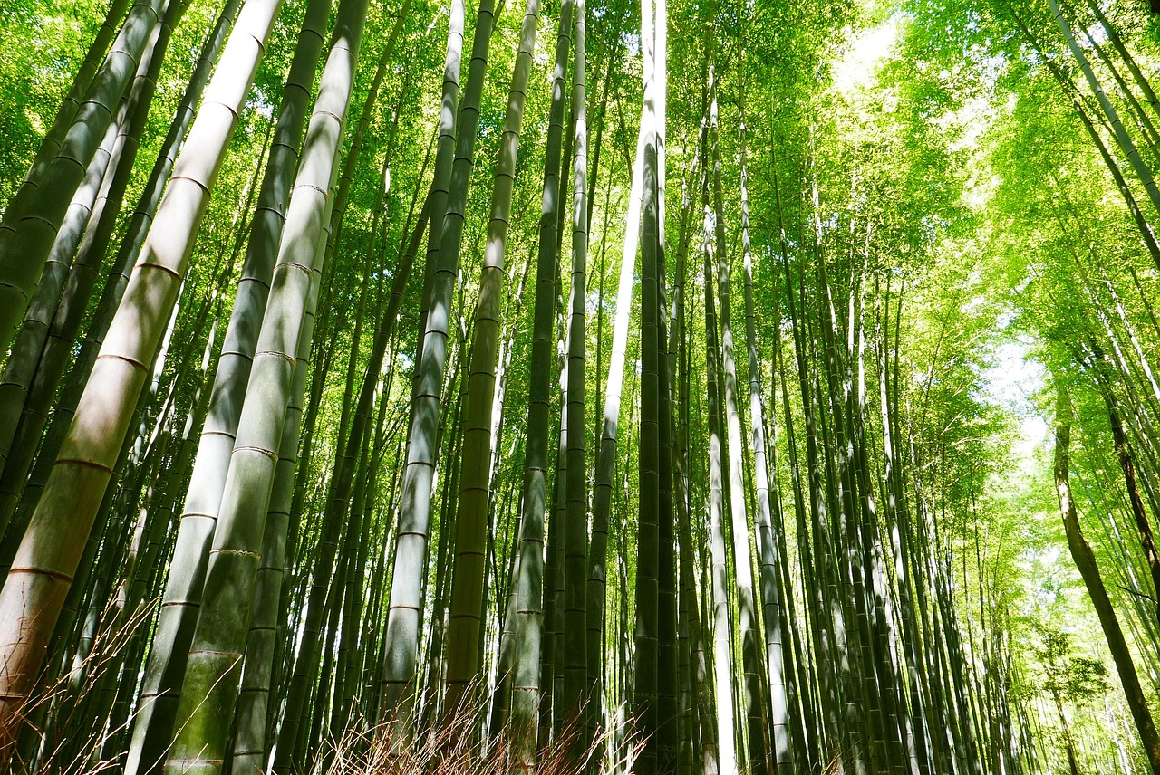 bamboo forest in kyoto