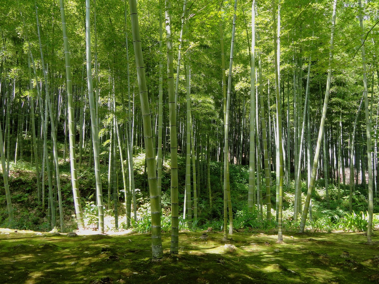 bamboo forest in kyoto