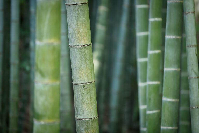 Why You Shouldn't Get Lost in the Enchanting Bamboo Forest in Kyoto (Spoiler: It's Magical!)