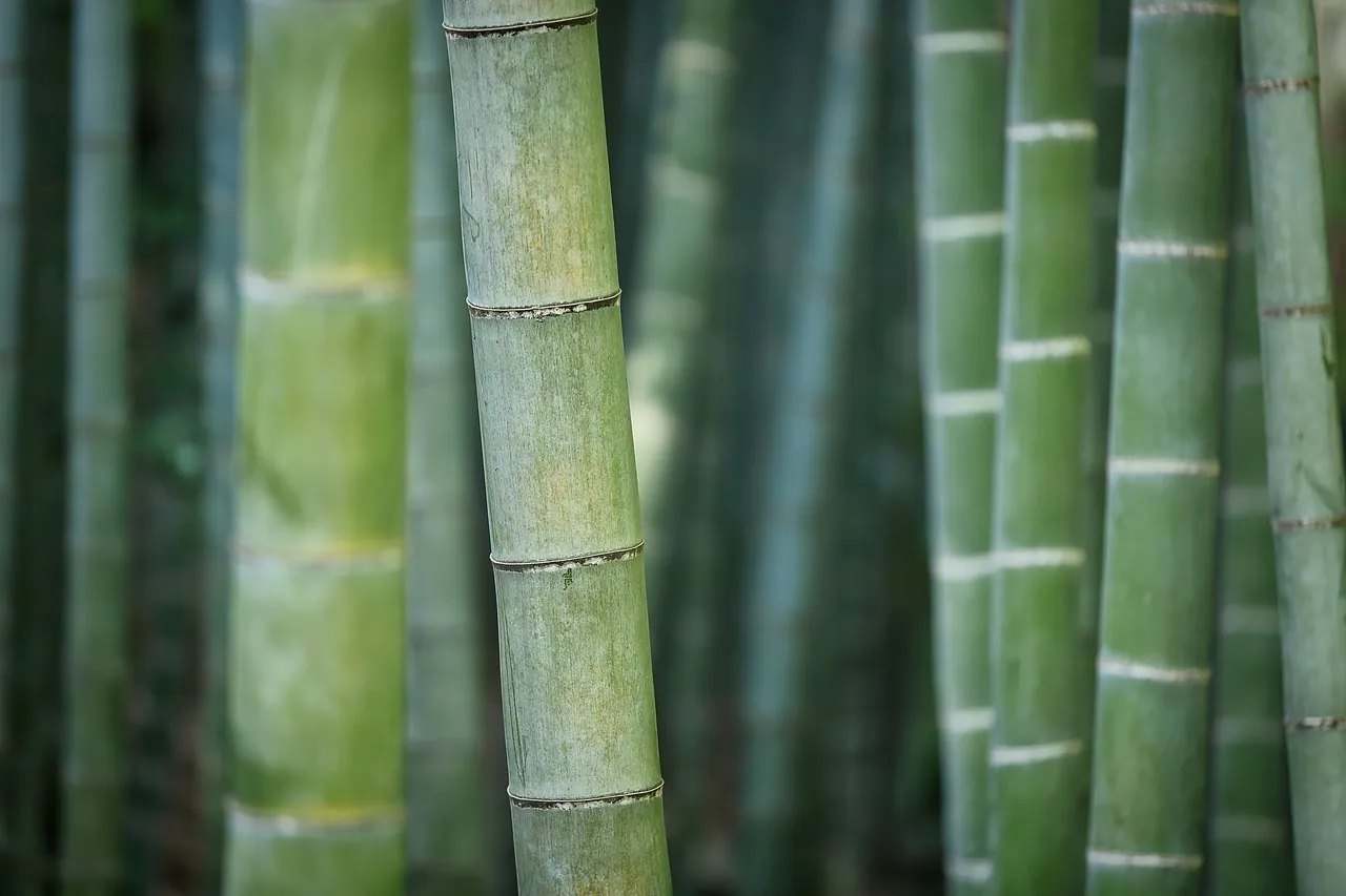 Why You Shouldn't Get Lost in the Enchanting Bamboo Forest in Kyoto (Spoiler: It's Magical!)